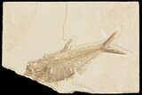 Fossil Fish (Diplomystus) - Wyoming #176430-1